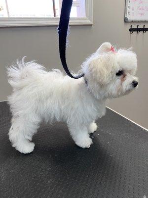 Somi #Bichon #Puppy #platinumpoochgroomingcle #welovedirtypoochies #groomerlove #doggroomers #cledoggrooming #cledogs #groomerschoice ##dogs