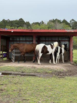 My pasture horse making friends.