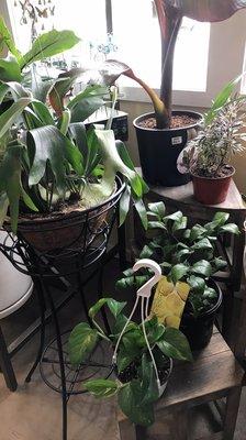 Plant beauties. Great selection of indoor houseplants.