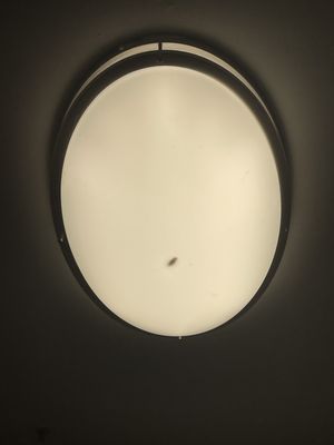 Live roach in kitchen light fixture