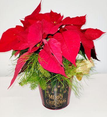 Red Poinsettia plant in Merry Christmas tin