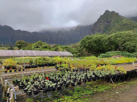 The Ko'olau Mountain Range is the backdrop!