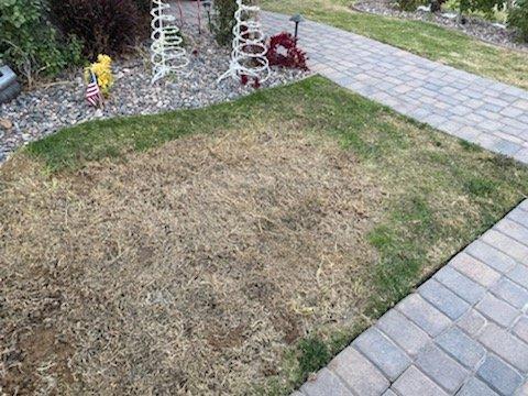 dead lawn from 3+weeks with no water