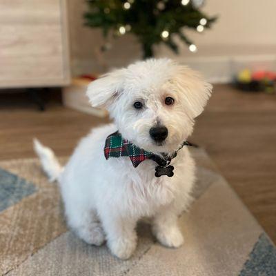 5 month old Maltipoo after grooming and in Christmas spirit.