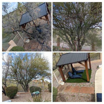 Before and after photos of my fallen desert willow and pruned palo verde.