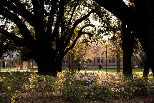 Rice Campus in Spring