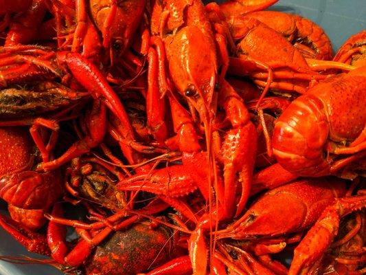 Crawfish