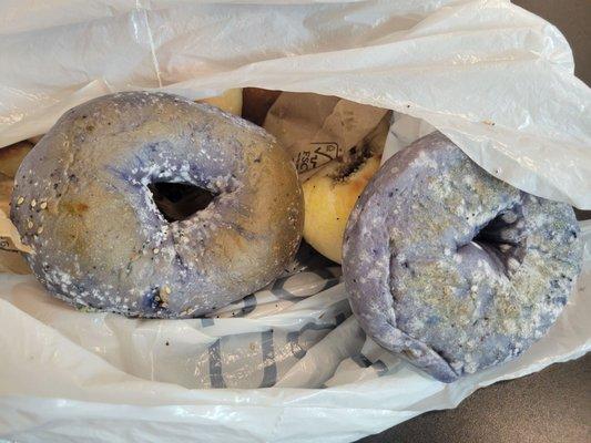 Moldy bagels