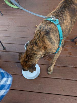 Super dog friendly patio, even brought some sausage for him :)