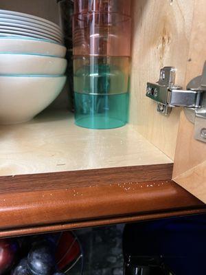 Termites eating up kitchen shelves