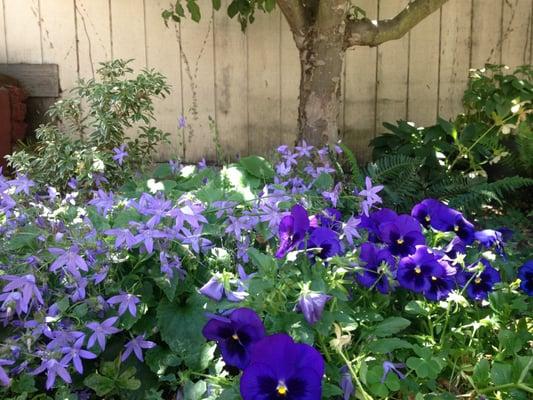 Flowers under the apple tree, Oakland.