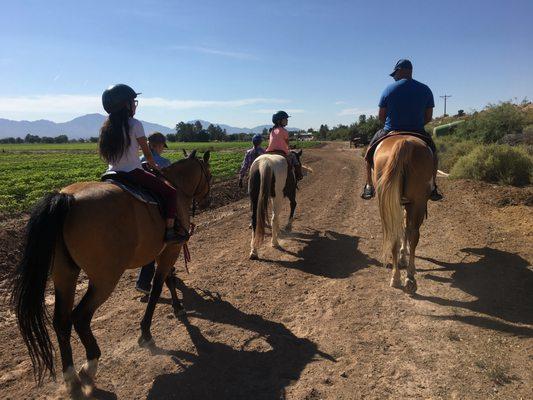 Riding along the cotton field behind Miller Horse Farm.