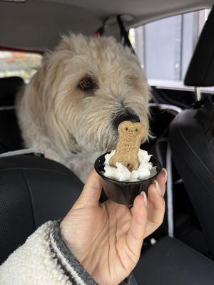 Puppuccino for dogs