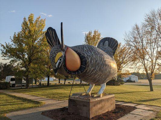 World's Largest "Booming" Prairie Chicken