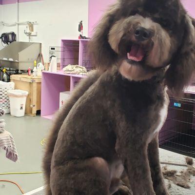 Pits to Poodles Dog Grooming