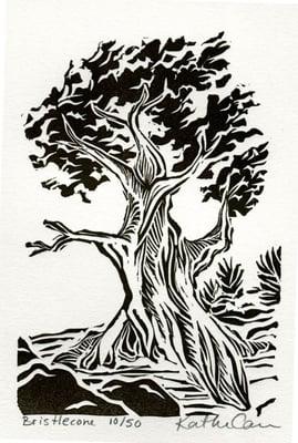 Bristlecone Tree Limited-edition Letterpress Print