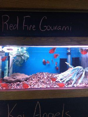 Red fire gourami