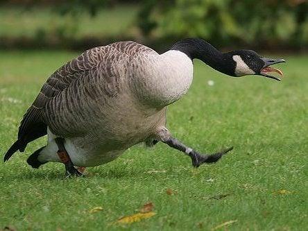 Goose Control