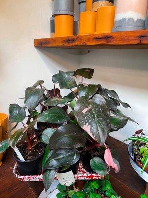 Philodendron Pink Princess