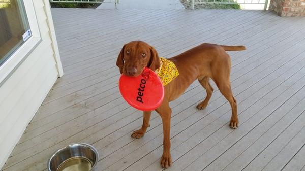 Duncan looking great after visit at Camp K9!