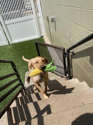 My puppy enjoying his playtime at Camp Bow Wow WFW