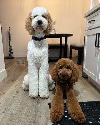 Bear and ginger after their professional cut @pampered tails, PETCO do better! Curly coats can be brushed and showered. Lazy employees