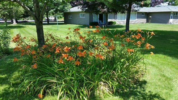 One of several flower gardens