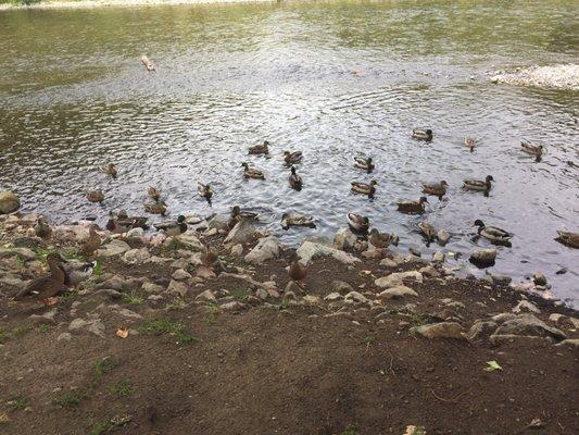 On the rare occasion the miniature dinosaur descendants were friendly. Do not feed the ducks. Also, stop letting your offspring harass them.