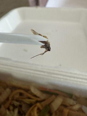 Bug in Lo Mein