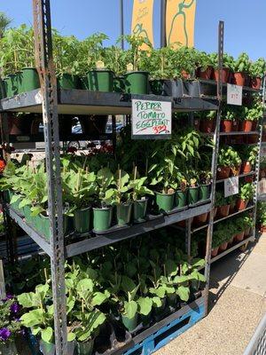 Tons of flowers and vegetable plants