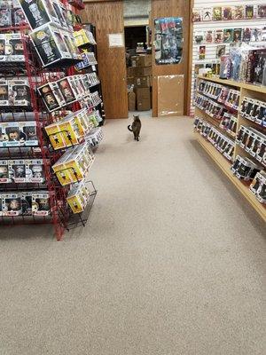 Shop cat!