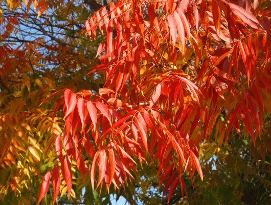 Hearty, easy to grow, and non-invasive although a foreign species -- we LOVE the Chinese pistache trees that Koree recommended to us!