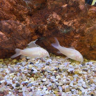 Albino Bronze Corydoras