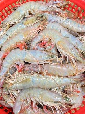 Fresh shrimp