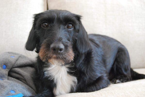 Betsy, our terrier mix from TJ