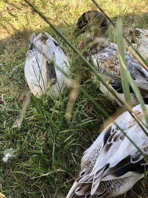 Welsh Harlequin ducks in the weeds