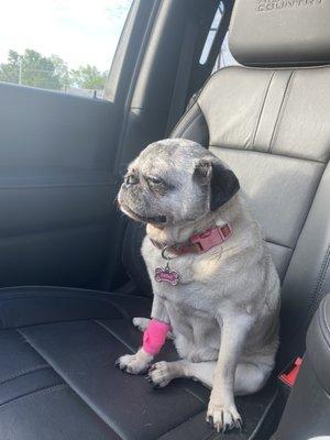 Sadie on the way home after being released from the emergency veterinary hospital. Happy pug on the mend