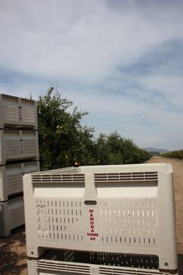 Citrus Harvest bins at Wawona Packing Orchard