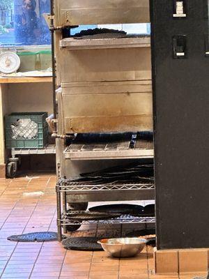 Pizza slices on the floor behind that bowl full of sauce on the floor and disgusting used cooking platters.