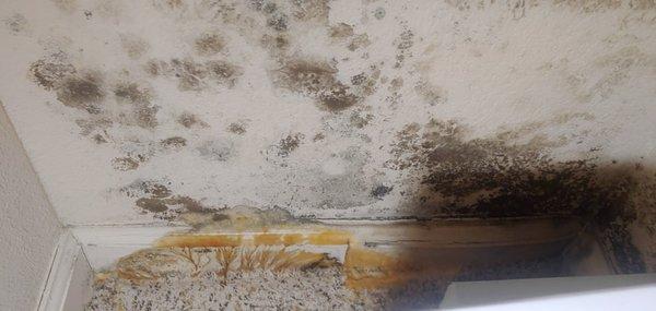 Black mold