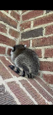 Humane Raccoon Removal