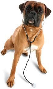 Time for your dogs checkup? #veterinaryhospital #dogvet #dogveterinarian #vetsfordogs #vethospital