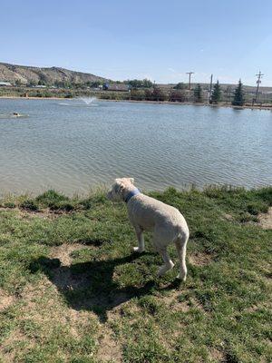 Louie checking out the water and the dogs swimming in it.