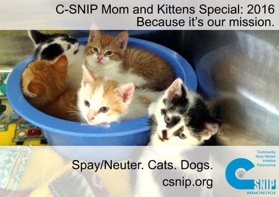 Mom & Kittens. Get your litter spayed/neutered for 1/2 price when they come in with mom. Call for details.