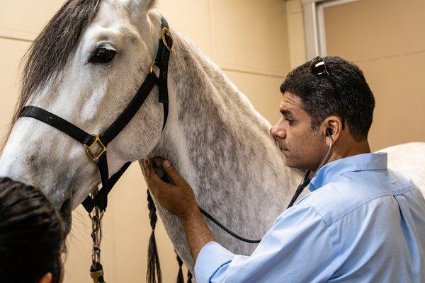 Dr. Fabio Aristizabal evaluating horse