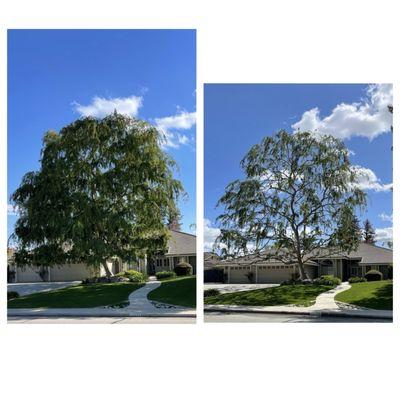 Before and after, of a Chinese Elm thinned out.