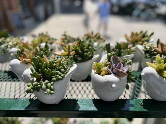 Succulent bird planters so cute