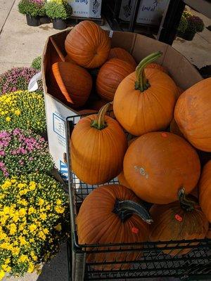 Pumpkins