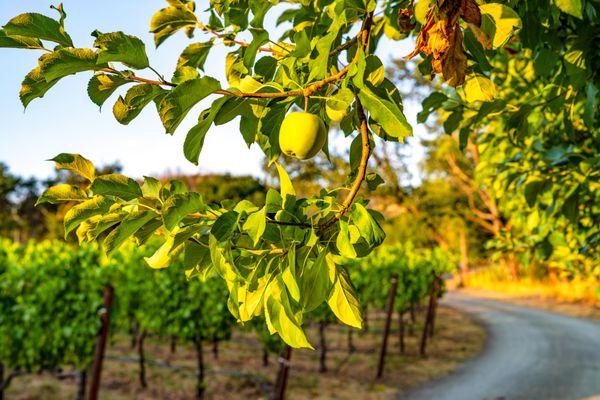 In addition to vineyards, there are also apple trees and an olive grove at the Lawer Estates properties.