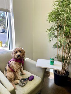 Waiting room area - Kyoto chilling while her sister Snickers gets lab work done